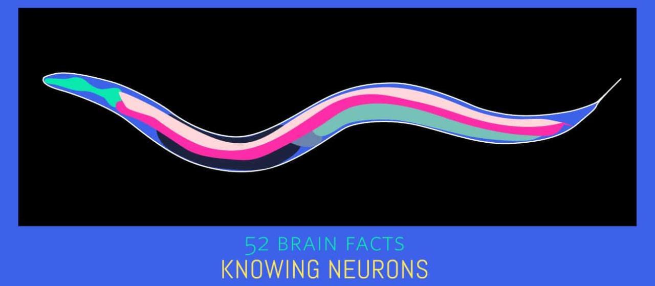 Serotonin - Knowing Neurons